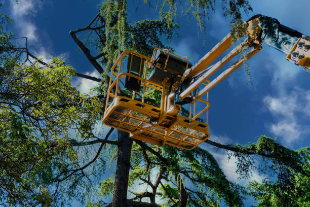 How Our Tree Care Process Works  in  Marshfield Hills, MA