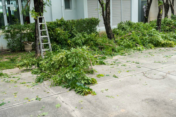 Best Seasonal Cleanup (Spring/Fall)  in Rshfield Hills, MA